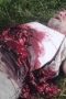 Nonton film The Walking Dead Season 2 Episode 11 terbaru Nonton film The Walking Dead Season 2 Episode 11 terbaru